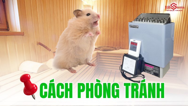 5+ cách xử lý khi chuột hamster bị kẹt trong máy xông hơi Cách phòng tránh chuột hamster bị kẹt vào máy xông hơi