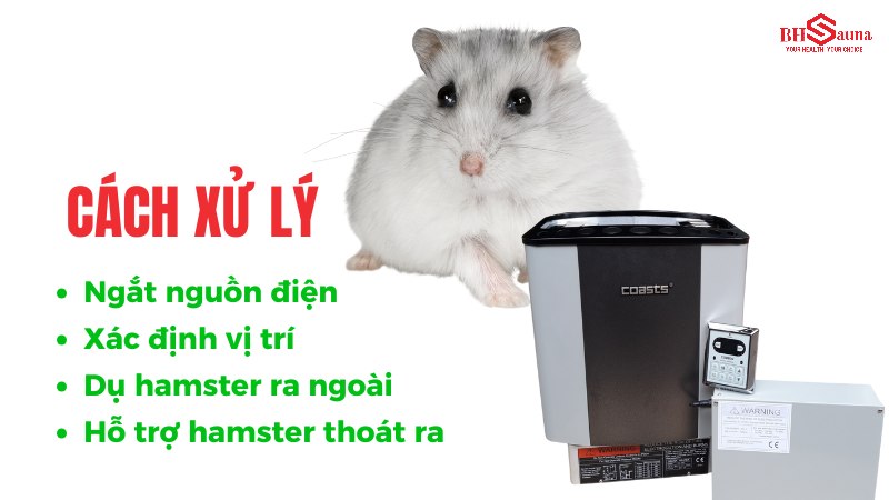 5+ cách xử lý khi chuột hamster bị kẹt trong máy xông hơi Cách xử lý khi chuột hamster bị kẹt trong máy xông hơi