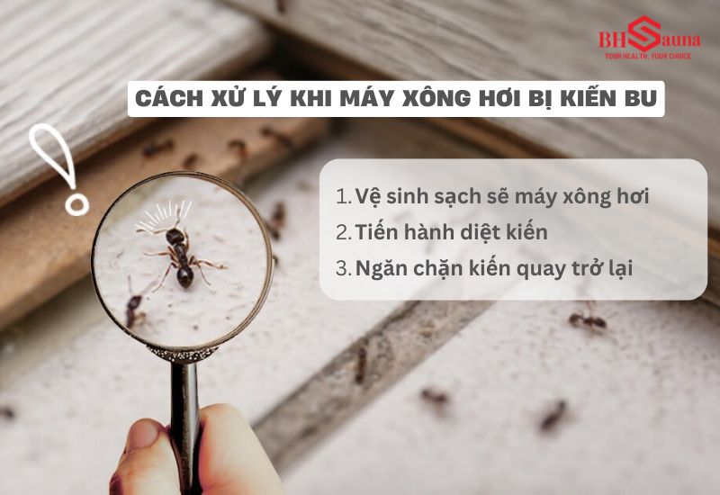 5+ cách xử lý khi máy xông hơi bị kiến bu hiệu quả đơn giản Giải pháp xử lý kiến khỏi máy xông hơi một cách triệt để