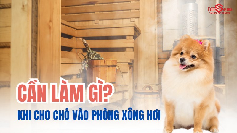Có nên cho chó vào phòng xông hơi & 5+ những điều cần biết Cần làm gì nếu muốn cho chó vào phòng xông hơi