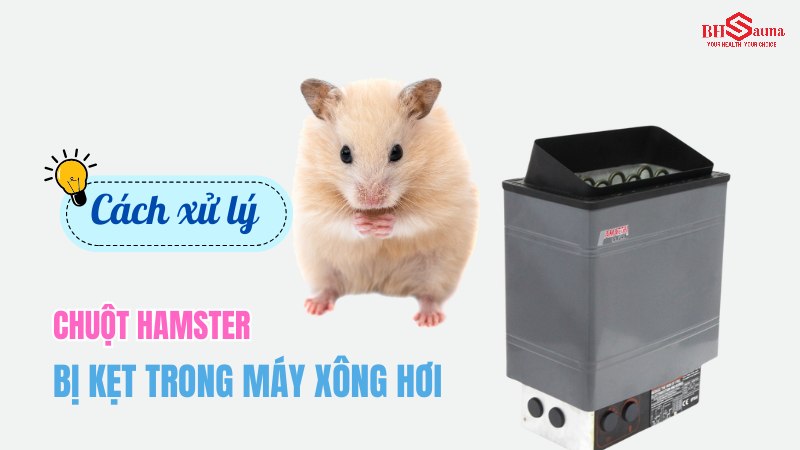 5+ cách xử lý khi chuột hamster bị kẹt trong máy xông hơi Chuột hamster bị kẹt trong máy xông hơi