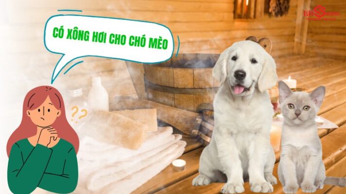 Có nên xông hơi cho chó mèo hay không