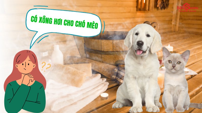 Có nên xông hơi cho chó mèo? Lợi ích & Nguy hại bạn nên biết Có nên xông hơi cho chó mèo hay không