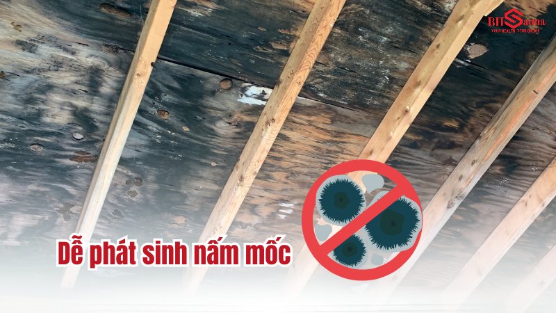 Phòng xông hơi bị nồm ẩm: Nguyên nhân và Cách khắc phục Dễ phát sinh nấm mốc, ảnh hưởng đến sức khỏe