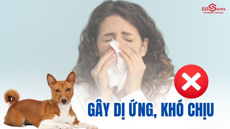 Có nên cho chó vào phòng xông hơi & 5+ những điều cần biết Gây dị ứng và khó chịu cho người xông hơi
