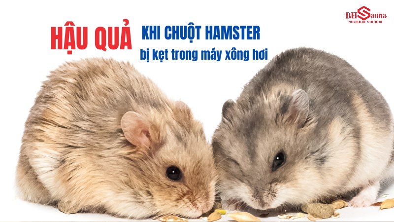 5+ cách xử lý khi chuột hamster bị kẹt trong máy xông hơi Hậu quả khi chuột hamster bị kẹt trong máy xông hơi