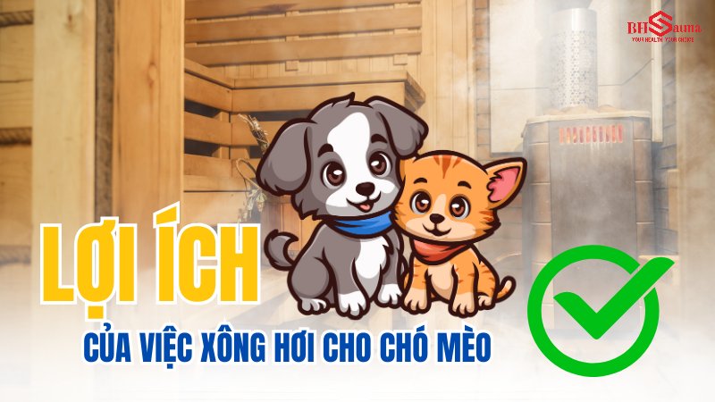 Có nên xông hơi cho chó mèo? Lợi ích & Nguy hại bạn nên biết Lợi ích của việc xông hơi cho chó mèo