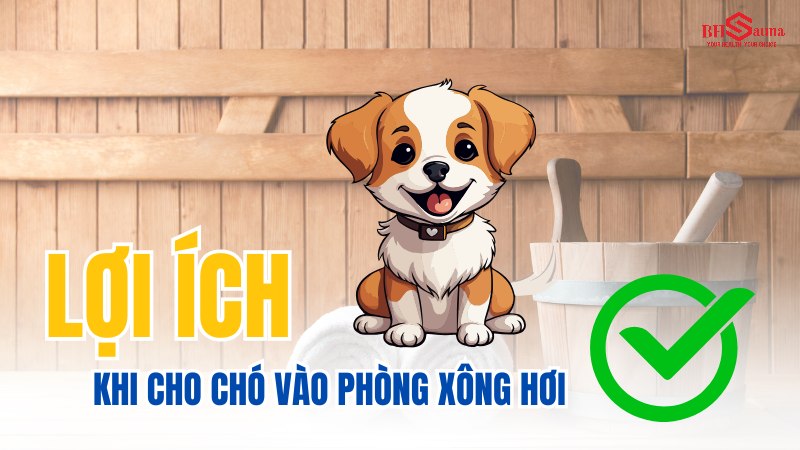 Có nên cho chó vào phòng xông hơi & 5+ những điều cần biết Lợi ích khi cho chó vào phòng xông hơi