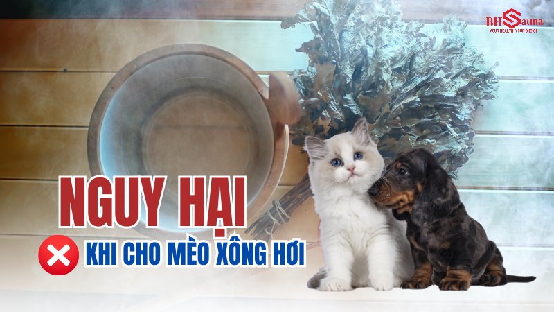 Có nên xông hơi cho chó mèo? Lợi ích & Nguy hại bạn nên biết Nguy hại khi xông hơi cho chó mèo