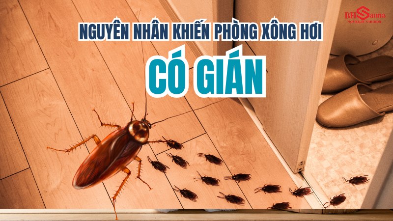 Top 5+ cách xử lý phòng xông hơi có gián hiệu quả nhất Nguyên nhân khiến phòng xông hơi có gián