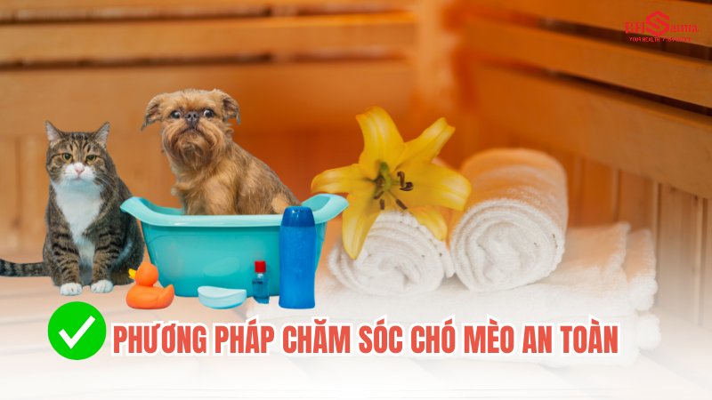 Có nên xông hơi cho chó mèo? Lợi ích & Nguy hại bạn nên biết Phương pháp chăm sóc sức khỏe an toàn cho chó mèo