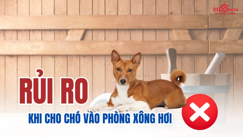 Có nên cho chó vào phòng xông hơi & 5+ những điều cần biết Rủi ro khi cho chó vào phòng xông hơi