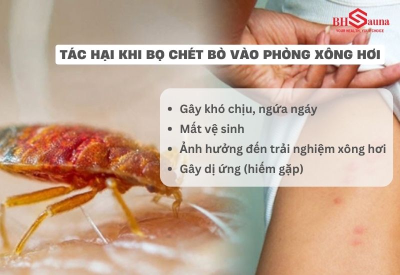 Top 5+ cách diệt bọ nhảy trong phòng xông hơi nhanh chóng Bọ nhảy (bọ chét) bò vào phòng xông hơi gây ra nhiều tác hại nghiêm trọng