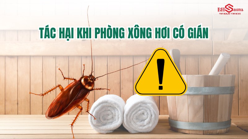 Top 5+ cách xử lý phòng xông hơi có gián hiệu quả nhất Tác hại khi phòng xông hơi có gián