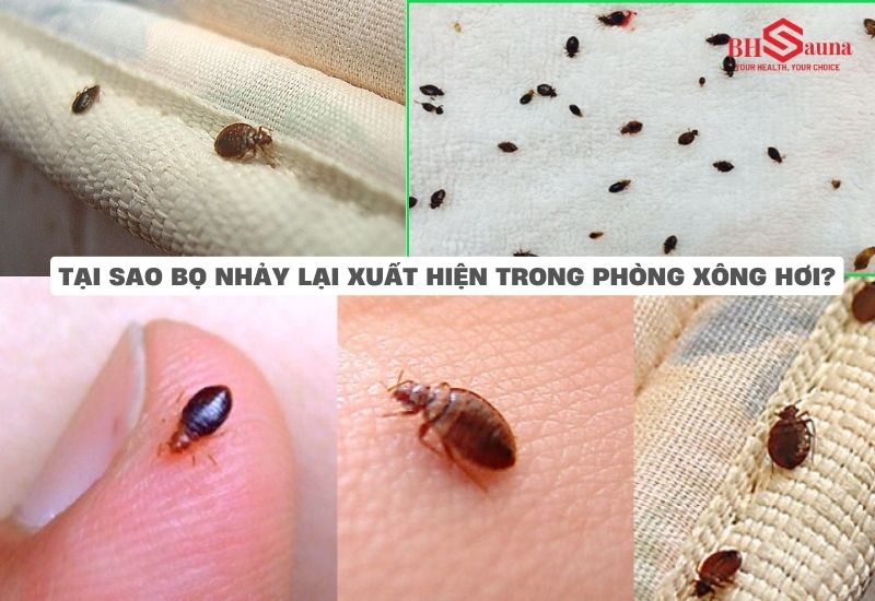 Top 5+ cách diệt bọ nhảy trong phòng xông hơi nhanh chóng Phòng xông hơi là môi trường lý tưởng để bọ nhảy sinh sống