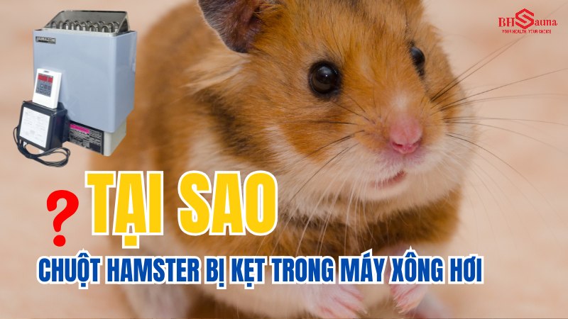 5+ cách xử lý khi chuột hamster bị kẹt trong máy xông hơi Tại sao chuột hamster bị kẹt trong máy xông hơi