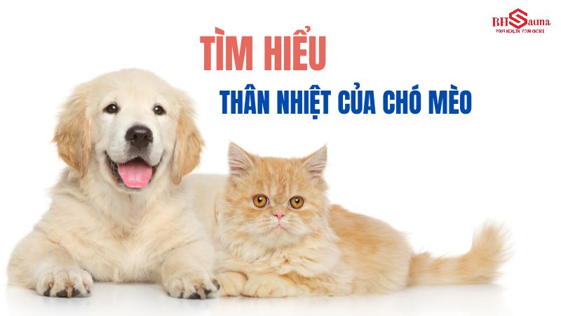 Có nên xông hơi cho chó mèo? Lợi ích & Nguy hại bạn nên biết Tìm hiểu về cơ chế điều hòa thân nhiệt của chó mèo