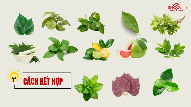 Cách kết hợp các loại lá xông hơi phổ biến trong y học cổ truyền 