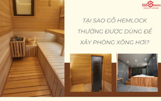 Gỗ Hemlock: Loại gỗ phổ biến khi làm phòng xông hơi Gỗ Hemlock làm phòng xông có khả năng kháng mối mọt
